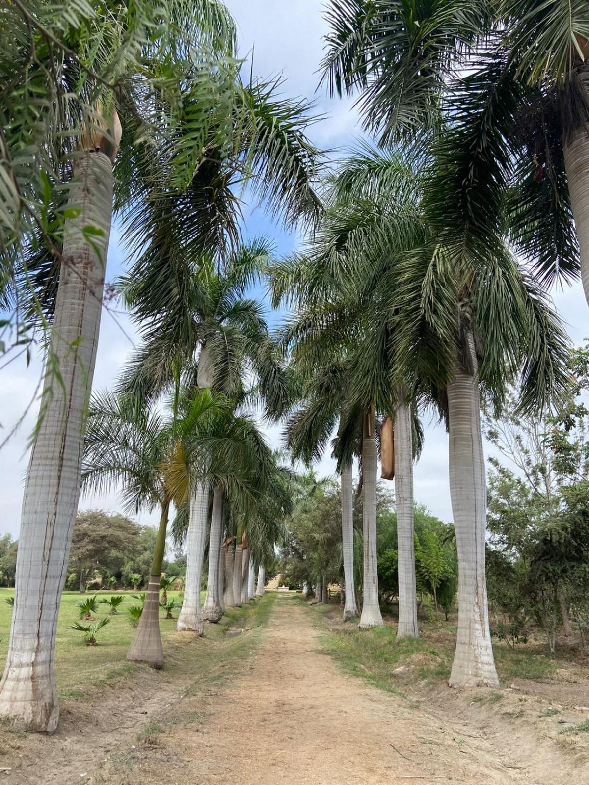 Casa Hacienda San Jose Ξενοδοχείο Chincha Alta Εξωτερικό φωτογραφία